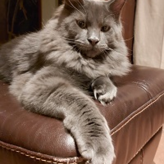 Image pour l'annonce saillie chats