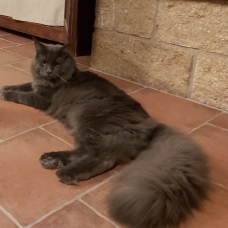 Image pour l'annonce saillie chats