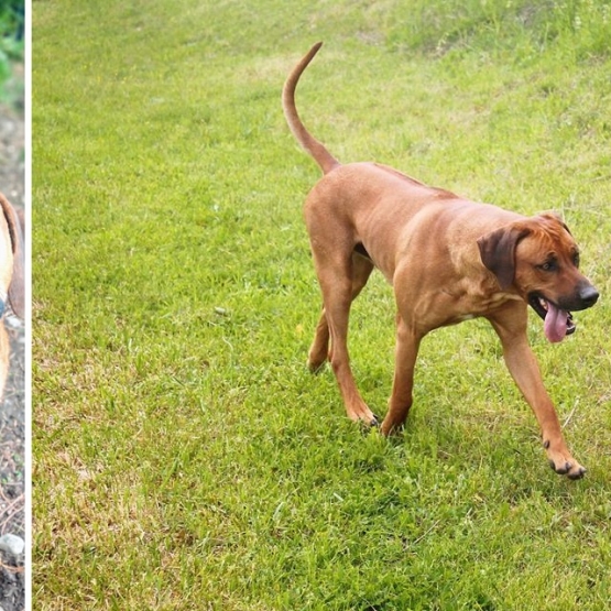 Image pour l'annonce Chiot, Rhodesian Ridgeback LOF