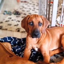 Image pour l'annonce Chiot, Rhodesian Ridgeback LOF