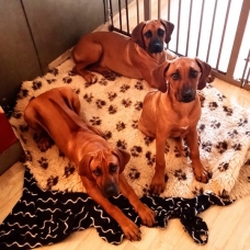 Image pour l'annonce Chiot, Rhodesian Ridgeback LOF