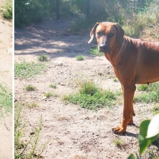 Image pour l'annonce Chiot, Rhodesian Ridgeback LOF