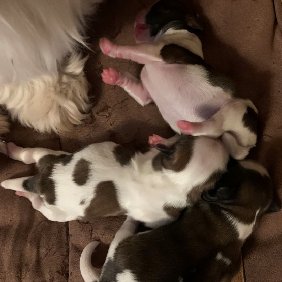Image pour l'annonce Adorables choits Shih Tzu