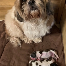 Image pour l'annonce Adorables choits Shih Tzu