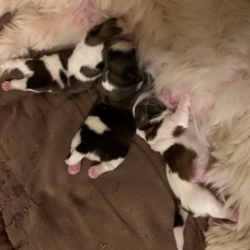 Image pour l'annonce Adorables choits Shih Tzu