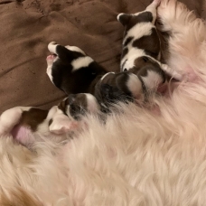 Image pour l'annonce Adorables choits Shih Tzu