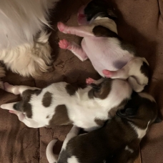 Image pour l'annonce Adorables choits Shih Tzu
