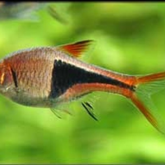 Image pour l'annonce Donne 5 Rasbora