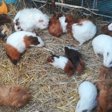Image pour l'annonce Cochons d'inde mâles
