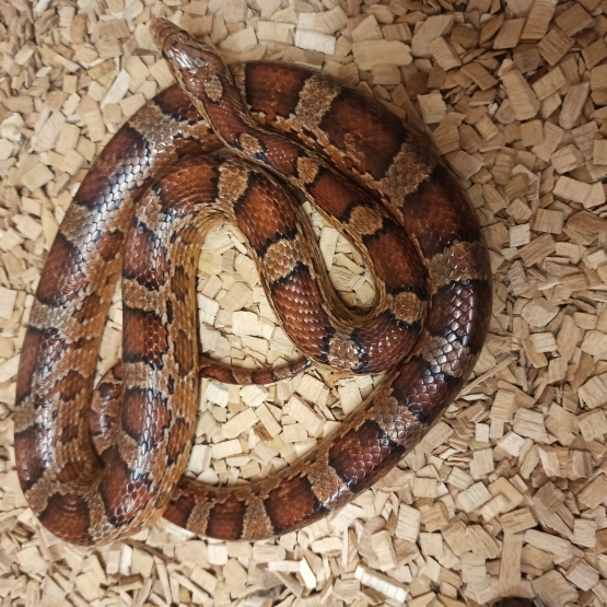 Image pour l'annonce Cède Pantherophis Guttatus