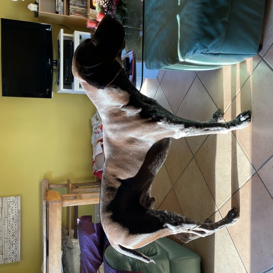Image pour l'annonce Saillie chien mâle