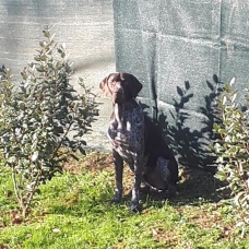 Image pour l'annonce Saillie chien mâle