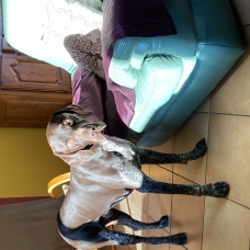 Image pour l'annonce Saillie chien mâle