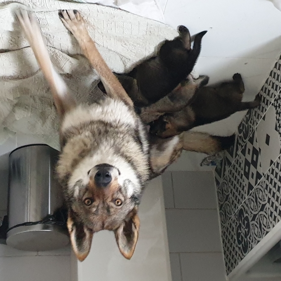 Image pour l'annonce Chiens Loups Tchécoslovaques à réserver