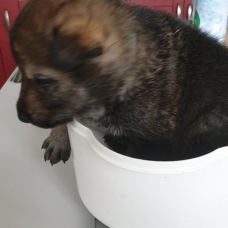 Image pour l'annonce Chiens Loups Tchécoslovaques à réserver