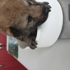 Image pour l'annonce Chiens Loups Tchécoslovaques à réserver