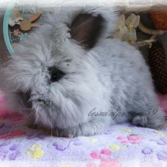 Image pour l'annonce lapin angora anglais