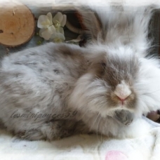 Image pour l'annonce lapin angora anglais