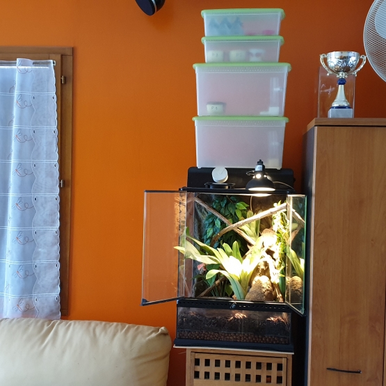 Image pour l'annonce Vends Terrarium Exo Terra 45x45x60 cm pour reptiles idéal pour commencer avec des Anolis Carolinensis