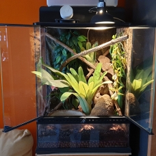Image pour l'annonce Vends Terrarium Exo Terra 45x45x60 cm pour reptiles idéal pour commencer avec des Anolis Carolinensis
