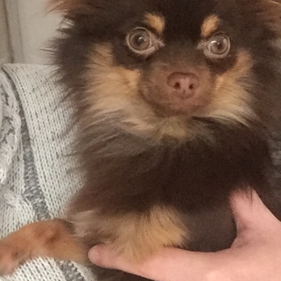 Image pour l'annonce Chihuahua mâle