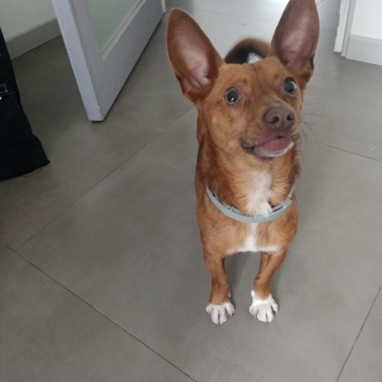 Image pour l'annonce Vends Pinscher nain de - 3 ans