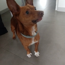 Image pour l'annonce Vends Pinscher nain de - 3 ans