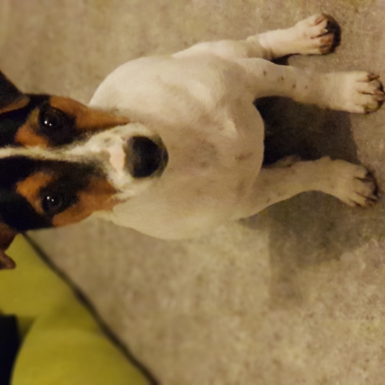 Image pour l'annonce donne jack russell terrier