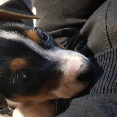 Image pour l'annonce donne jack russell terrier