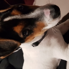 Image pour l'annonce donne jack russell terrier