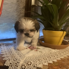 Image pour l'annonce Adorables chiots Shih Tzu