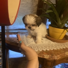 Image pour l'annonce Adorables chiots Shih Tzu