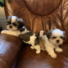 Image pour l'annonce Adorables chiots Shih Tzu