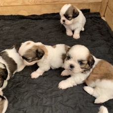 Image pour l'annonce Adorables chiots Shih Tzu