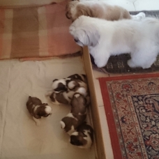 Image pour l'annonce Adorables chiots Shih Tzu