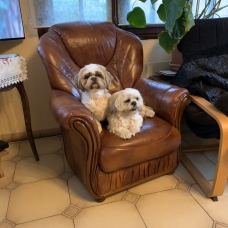 Image pour l'annonce Adorables chiots Shih Tzu