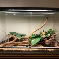 Image pour l'annonce Vends Python Régius femelle + Terrarium