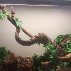 Image pour l'annonce Vends Python Régius femelle + Terrarium