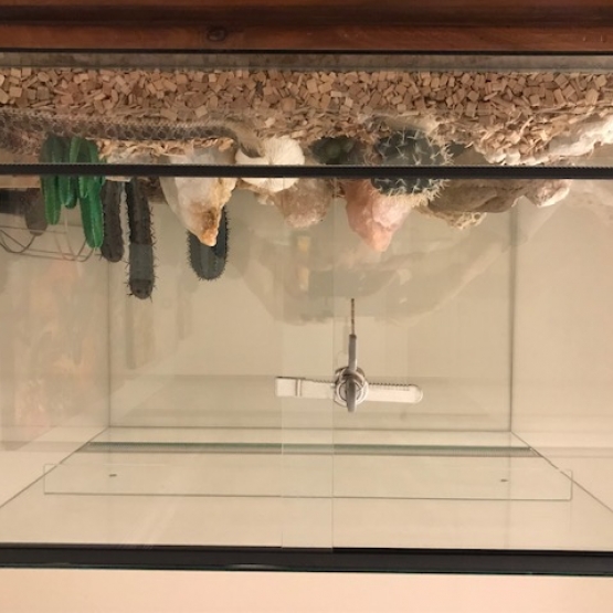 Image pour l'annonce Vends Heterodon Nasicus + Terrarium