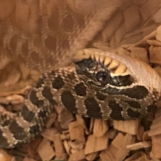 Image pour l'annonce Vends Heterodon Nasicus + Terrarium