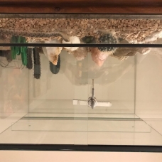 Image pour l'annonce Vends Heterodon Nasicus + Terrarium