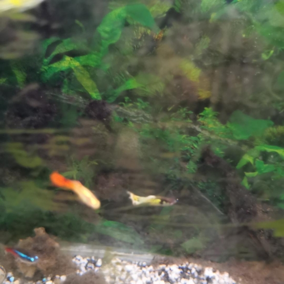Image pour l'annonce donne poissons guppy alevins et adultes