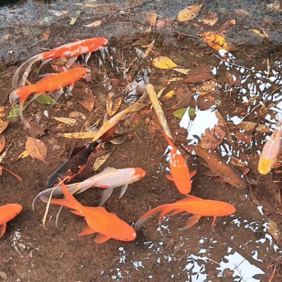 Image pour l'annonce Je donne  des carpes Koi