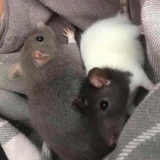 Image pour l'annonce Donne 2 jeunes rats domestiques