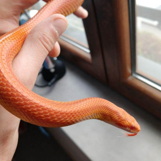 Image pour l'annonce Vend adorable Elaphe Guttata Orangée 50€