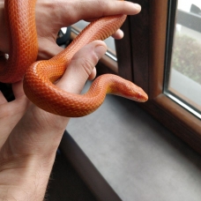 Image pour l'annonce Vend adorable Elaphe Guttata Orangée 50€