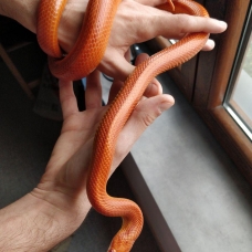 Image pour l'annonce Vend adorable Elaphe Guttata Orangée 50€