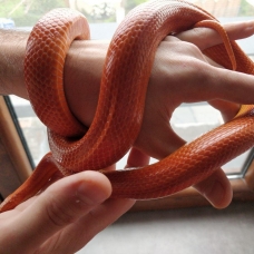 Image pour l'annonce Vend adorable Elaphe Guttata Orangée 50€