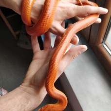 Image pour l'annonce Vend adorable Elaphe Guttata Orangée 50€