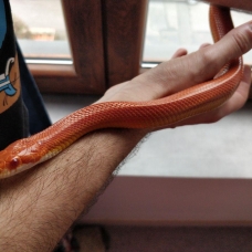 Image pour l'annonce Vend adorable Elaphe Guttata Orangée 50€